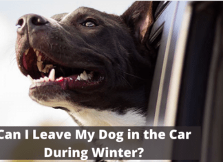 Can I Leave My Dog in the Car During Winter?