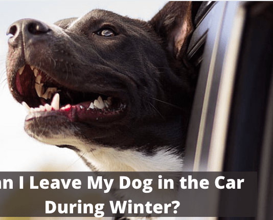 Can I Leave My Dog in the Car During Winter? Can I Leave My Dog in the Car During Winter?
