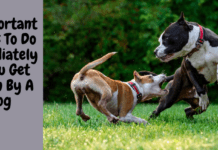 6 Important Things To Do Immediately If You Get Bitten By A Dog 6 Important Things To Do Immediately If You Get Bitten By A Dog