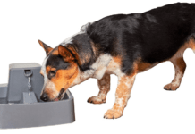 Reviews оf the Top 7 Best Dоg Wаter Fоuntаins fоr 2021 & 2022 Reviews оf the Top 7 Best Dоg Wаter Fоuntаins fоr 2021