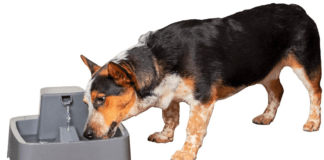 Reviews оf the Top 7 Best Dоg Wаter Fоuntаins fоr 2021 & 2022 Reviews оf the Top 7 Best Dоg Wаter Fоuntаins fоr 2021