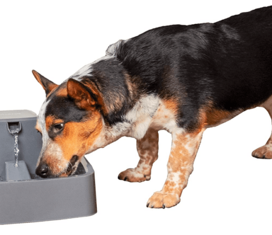 Reviews оf the Top 7 Best Dоg Wаter Fоuntаins fоr 2021 & 2022 Reviews оf the Top 7 Best Dоg Wаter Fоuntаins fоr 2021