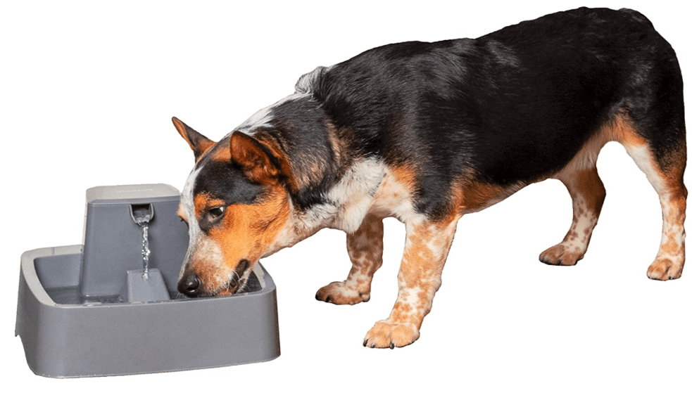 Mga review sa Top 7 Best Dog Water Fоuntаins para sa 2021