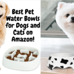 Best Pet Water Bowls for Dogs and Cats on Amazon - 2021 & 2022!