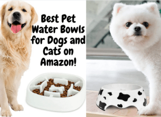 Best Pet Water Bowls for Dogs and Cats on Amazon - 2021 & 2022!