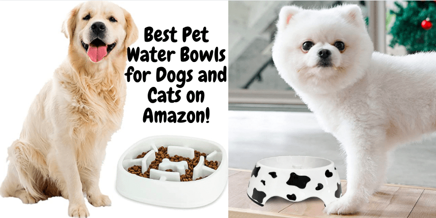 Best Pet Water Bowls for Dogs and Cats on Amazon - 2021 & 2022!