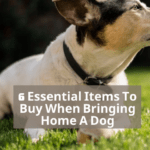 6 Essential Items To Buy When Bringing Home A Dog 6 Essential Items To Buy When Bringing Home A Dog