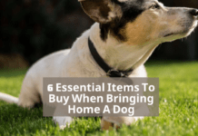 6 Essential Items To Buy When Bringing Home A Dog 6 Essential Items To Buy When Bringing Home A Dog