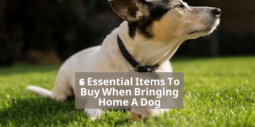 6 Essential Items To Buy When Bringing Home A Dog