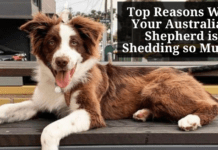 Top Reasons Why Your Australian Shepherd is Shedding so Much? https://dogs.adznmarines.com/why-your-australian-shepherd-is-shedding-so-much/