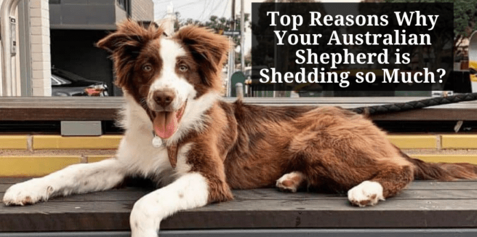 https://dogsvets.com/why-your-australian-shepherd-is-shedding-so-much/