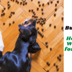 Dog Food Buying Guide: How to Know What’s Right for Your Dog?