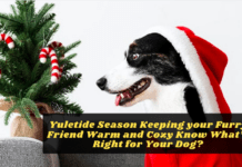 Celebrate the Yuletide Season Keeping your Furry Friend Warm and Cozy Celebrate the Yuletide Season Keeping your Furry Friend Warm and Cozy