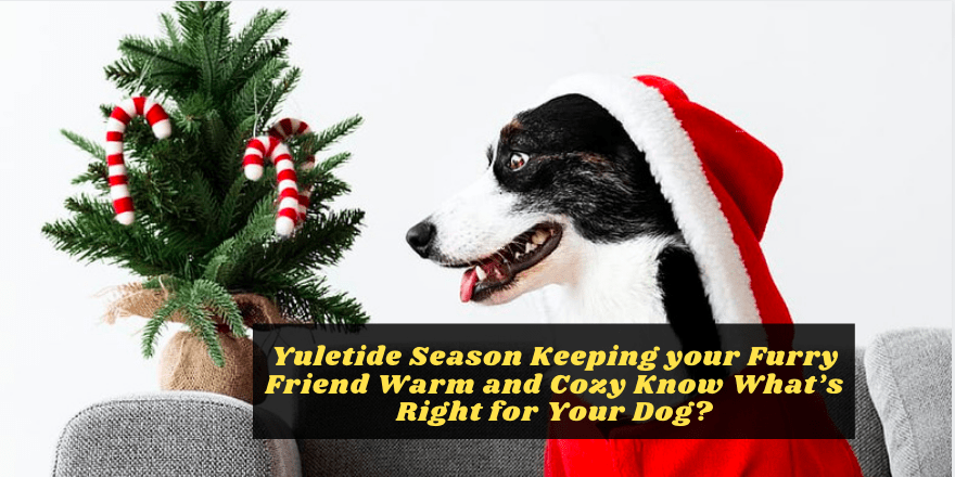 Celebrate the Yuletide Season Keeping your Furry Friend Warm and Cozy