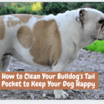 How to Clean Your Bulldog's Tail Pocket to Keep Your Dog Happy