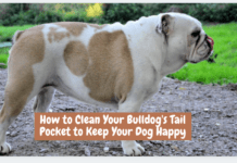 How to Clean Your Bulldog’s Tail Pocket to Keep Your Dog Happy How to Clean Your Bulldog's Tail Pocket to Keep Your Dog Happy