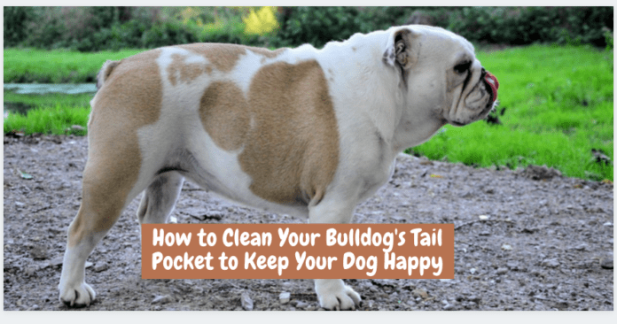 How to Clean Your Bulldog's Tail Pocket to Keep Your Dog Happy