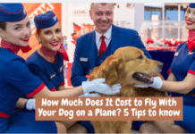 How Much Does It Cost to Fly With Your Dog on a Plane? 5 Tips to know How Much Does It Cost to Fly With Your Dog on a Plane? 5 Tips to know