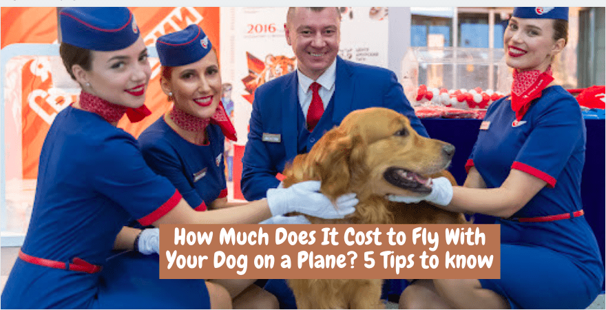How Much Does It Cost to Fly With Your Dog on a Plane? 5 Tips to know