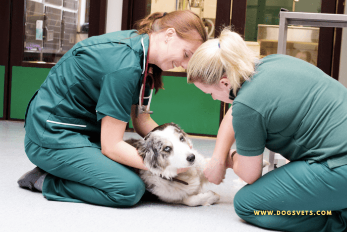 Proč psi nemají rádi veterináře?