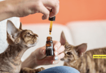 How can you use CBD on cats? 5 Tips You Need To Know How can you use CBD on cats? 5 Tips You Need To Know