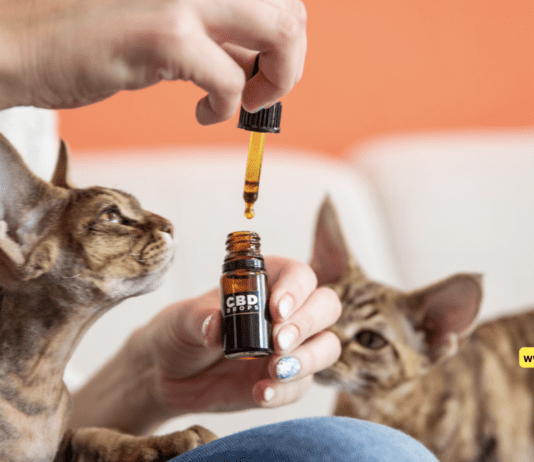 How can you use CBD on cats? 5 Tips You Need To Know How can you use CBD on cats? 5 Tips You Need To Know