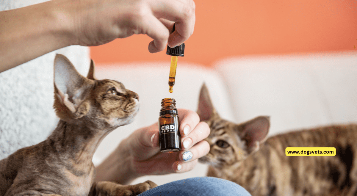 How can you use CBD on cats? 5 Tips You Need To Know