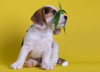 CBD Treats To Spice Up Your Pets Meals