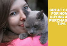 Great Cats for Home: Buying and Purchasing Tips Great Cats for Home: Buying and Purchasing Tips