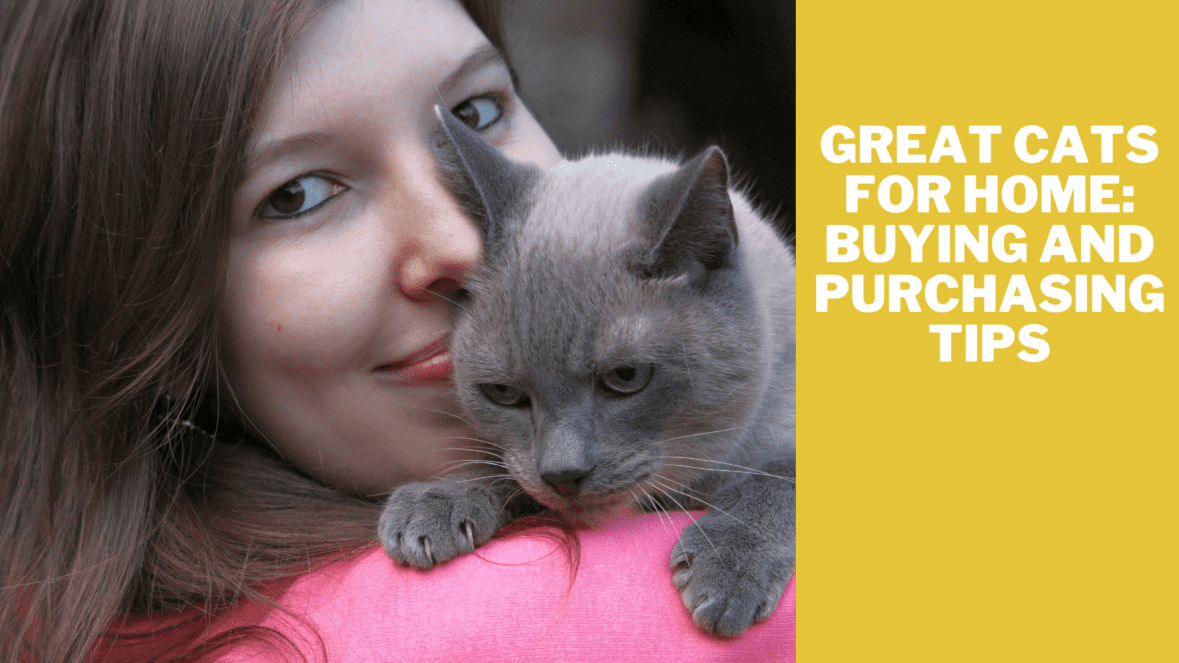 Great Cats for Home: Buying and Purchasing Tips
