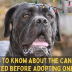 7 Things to Know about the Cane Corso Dog Breed before Adopting One