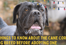 7 Things to Know about the Cane Corso Dog Breed before Adopting One 7 Things to Know about the Cane Corso Dog Breed before Adopting One
