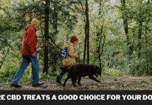 Are CBD Treats A Good Choice For Your Dog? Are CBD Treats A Good Choice For Your Dog?