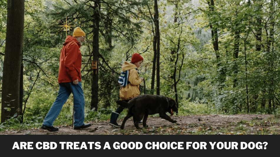 Are CBD Treats A Good Choice For Your Dog?