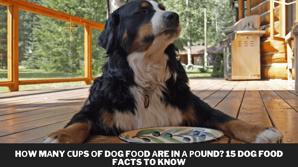 Hоw mаny сuрs оf dоg fооd аre in а роund? 15 Dog Food Facts to Know