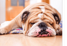 Can bulldogs give birth naturally? 5 Ways to Help dog Give Birth Can bulldogs give birth naturally? 5 Ways to Help dog Give Birth