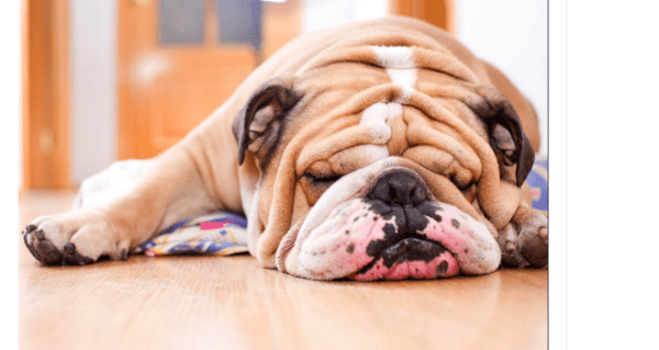 Can bulldogs give birth naturally? 5 Ways to Help dog Give Birth