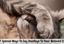 7 Special Ways To Say Goodbye To Your Beloved Cat 7 Special Ways To Say Goodbye To Your Beloved Cat