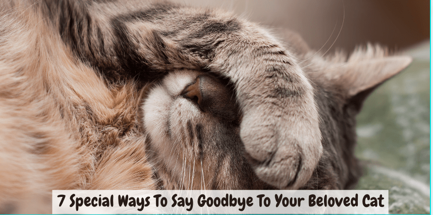 7 Special Ways To Say Goodbye To Your Beloved Cat