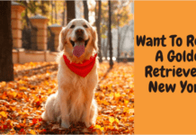 Want To Rescue A Golden Retriever in New York? Here’s how! Want To Rescue A Golden Retriever in New York?
