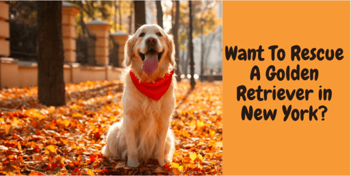 Want To Rescue A Golden Retriever in New York?