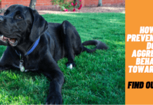 How to Prevent Your Dog Aggressive Behavior Towards You How to Prevent Your Dog Aggressive Behavior Towards You