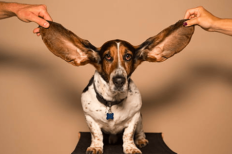 Common Reasons Why Dogs Get Ear Infections