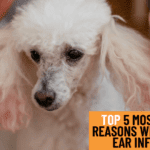 Top 5 Most Common Reasons Why Dogs Get Ear Infections Top 5 Most Common Reasons Why Dogs Get Ear Infections