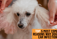 Top 5 Most Common Reasons Why Dogs Get Ear Infections Top 5 Most Common Reasons Why Dogs Get Ear Infections