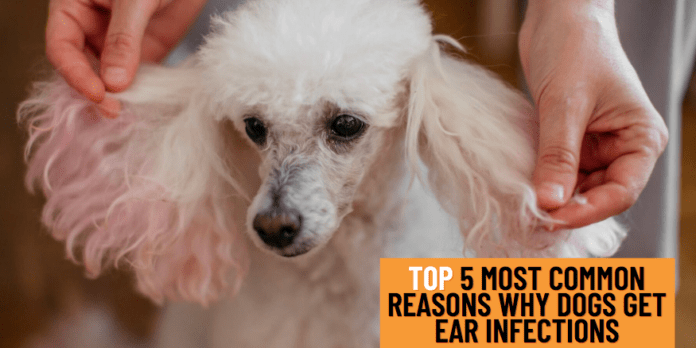 Top 5 Most Common Reasons Why Dogs Get Ear Infections