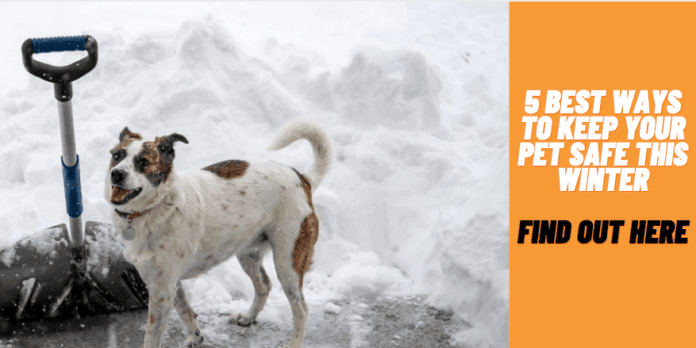 5 Best Ways to Keep Your Pet Safe This Winter