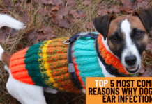 Top 15 Best Dog Christmas Presents for Your Furry Friend 2021 Top 15 Best Dog Christmas Presents for Your Furry Friend 2021