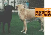 10 Proven Tips to Dog Proof Your Garden 10 Proven Tips to Dog Proof Your Garden