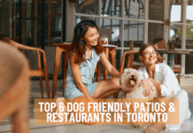 Top 6 Dog Friendly Patios & Restaurants In Toronto Top 6 Dog Friendly Patios & Restaurants In Toronto